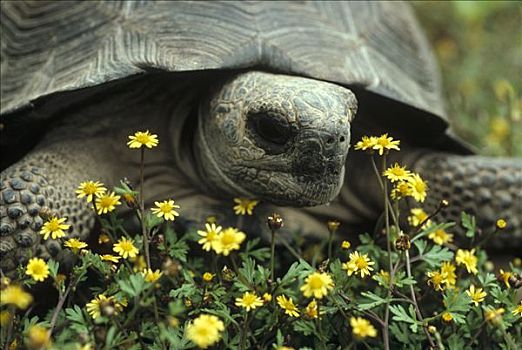 加拉帕戈斯巨龟,加拉帕戈斯象龟,幼小,花,阿尔斯多火山,伊莎贝拉岛,加拉帕戈斯群岛,厄瓜多尔