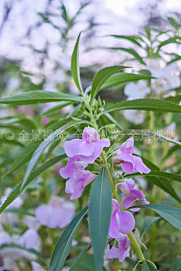 凤仙花图片_凤仙花高清图片_全景视觉
