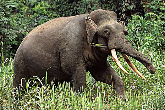 婆罗洲,俾格米人,大象,象属,马来西亚