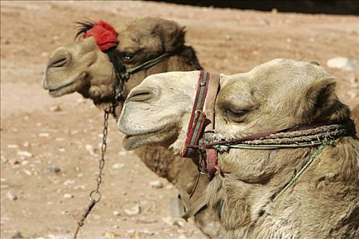 骆驼,佩特拉,约旦
