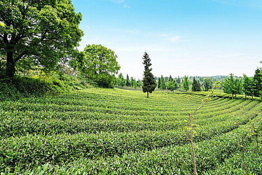 有机茶园