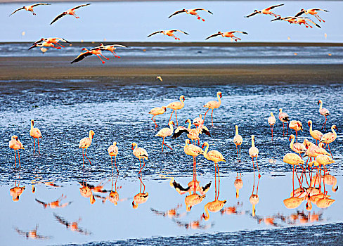 大红鹳,火烈鸟,浅水,湾,埃龙戈区,纳米比亚,非洲