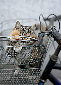 趴在车筐里的猫