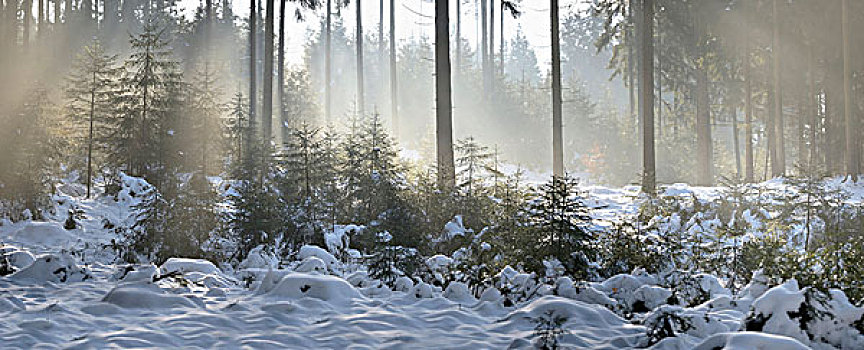 云杉,树林,冬天,普拉蒂纳特,巴伐利亚,德国