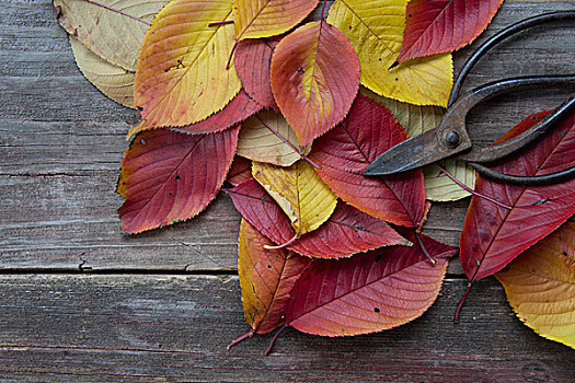 秋天,叶子,旧式,园艺剪刀