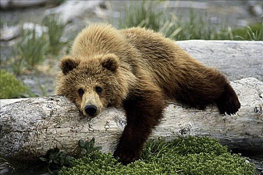 棕熊,阿拉斯加,美国