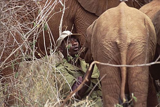 非洲象,孤儿,婴儿,东察沃国家公园,肯尼亚