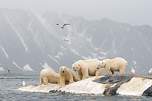 挪威,斯瓦尔巴群岛,斯匹次卑尔根岛,北极熊,群,畜体,鳍鲸,长须鲸,漂浮,海岸