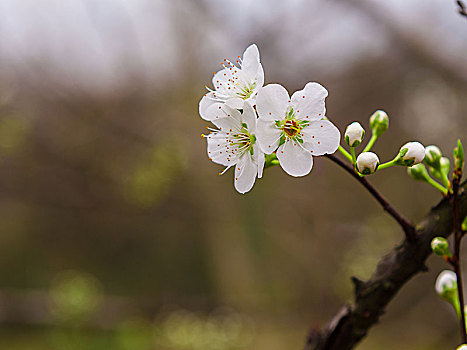 梨花