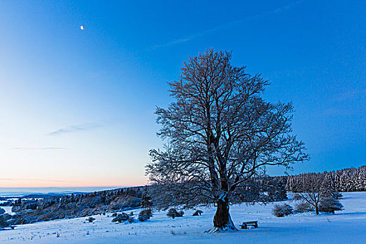 欧洲山毛榉,树,雪中,日出,新月,黑森州,德国