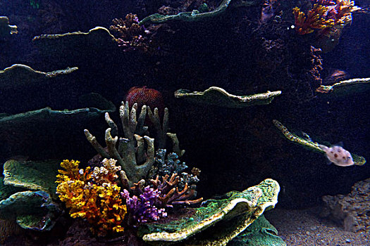 海底世界,热带鱼,珊瑚