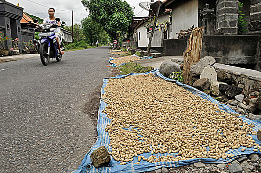 弄干,花生,丰收,路边,巴厘岛,印度尼西亚,亚洲