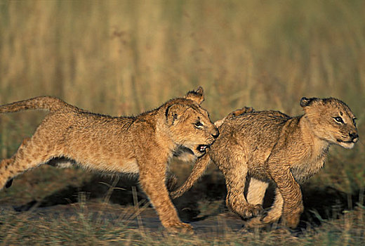 肯尼亚,马塞马拉野生动物保护区,幼狮,狮子,玩,兄弟姐妹,早晨,太阳