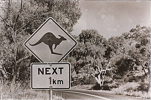 澳大利亚,标识,野生,袋鼠,概念,安全