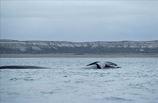 南露脊鲸,水面