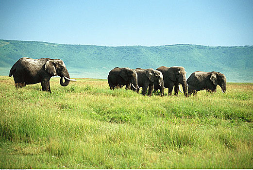 牧群,非洲象,恩格罗恩格罗,保护区,坦桑尼亚