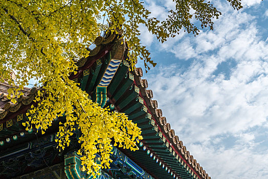 北京景山公园银杏树