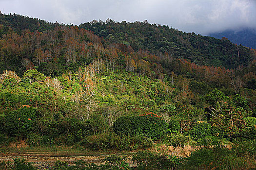 五指山风光