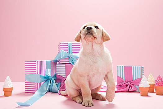 拉布拉多犬,小狗,生日礼物