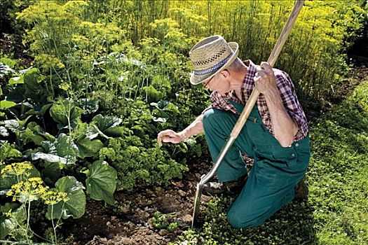 园丁,检查,蔬菜,小块土地