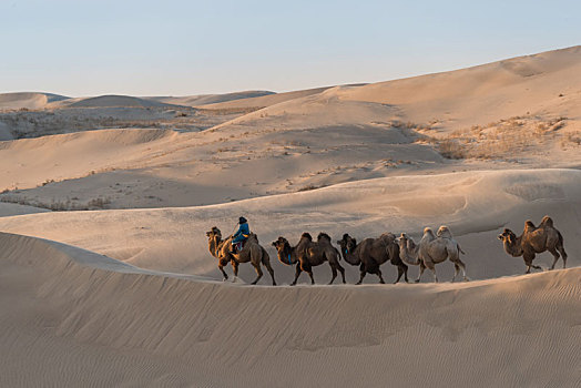 中国内蒙古晴天下的沙漠和骆驼