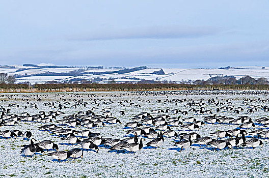 白额黑雁,成群,放牧,遮盖,草场,栖息地,邓弗里斯,苏格兰,英国,欧洲