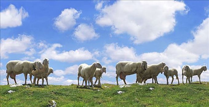 牧群,绵羊,草场,云,蓝天