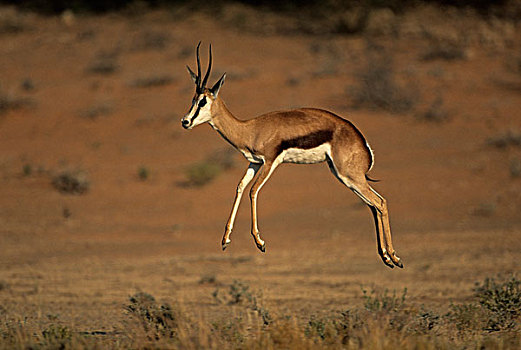 跳羚,卡拉哈迪大羚羊国家公园,卡拉哈里沙漠,北开普,南非,非洲