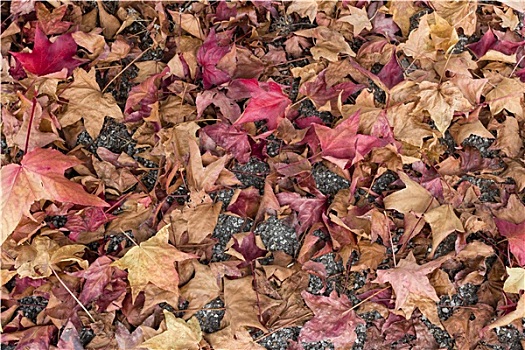 秋天,地毯
