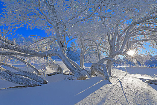 雪岭雾凇风光