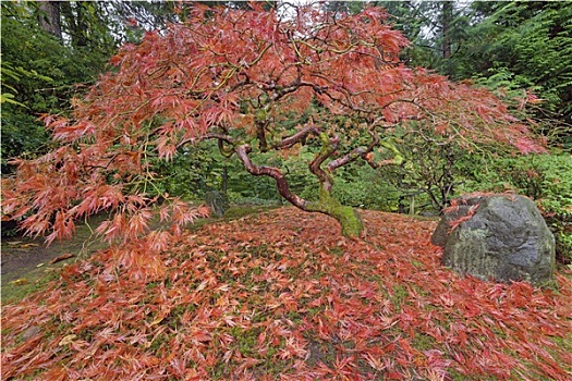 鸡爪枫,树,秋天