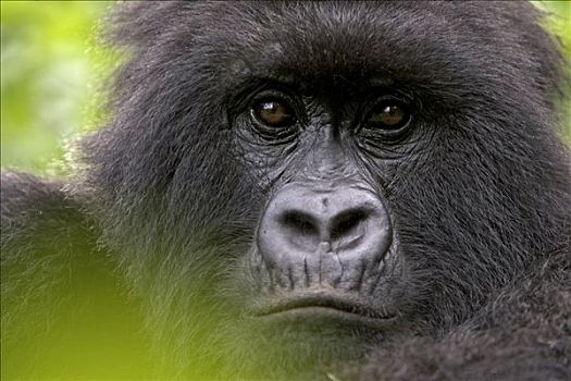 山地大猩猩,大猩猩,雌性,国家,卢旺达