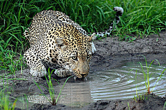 豹,喝,博茨瓦纳