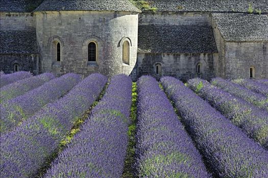 薰衣草种植区,沃克吕兹省,普罗旺斯,法国