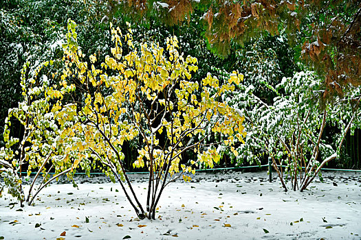 杏叶,杏树,积雪