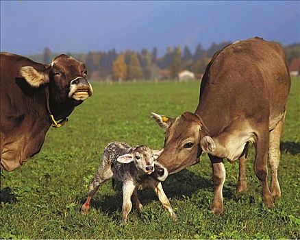 高山牧场,母牛,牛,诞生,幼兽,哺乳动物,德国,欧洲,牲畜,动物