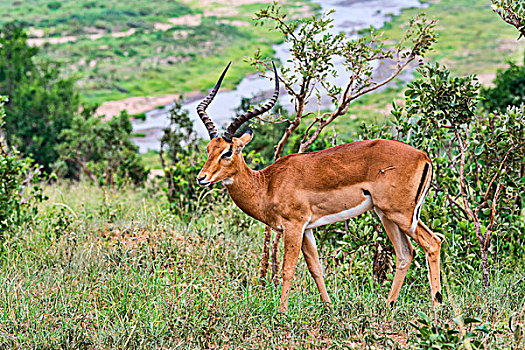 黑斑羚,塔兰吉雷,坦桑尼亚,非洲