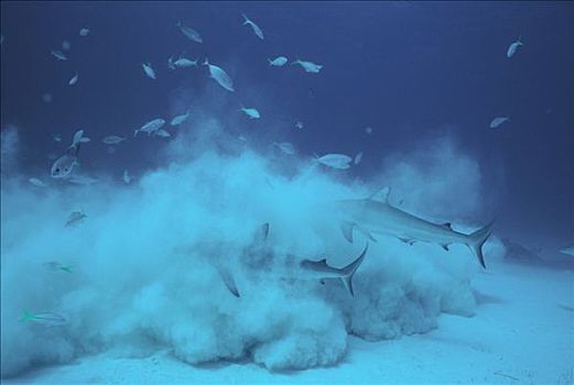 加勒比礁鲨,长鳍真鲨,群,搅动,向上,沙子,危险,潜水,巴哈马