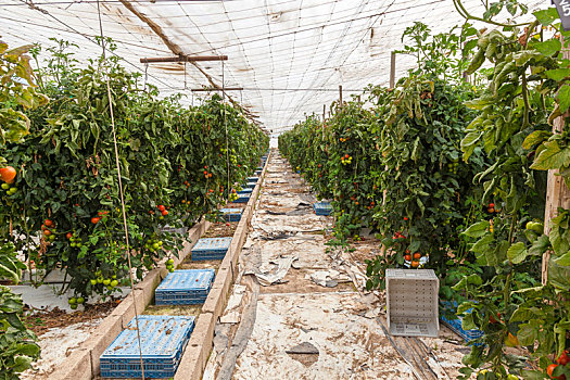 番茄植物,温室