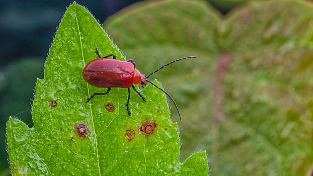 红色甲壳虫