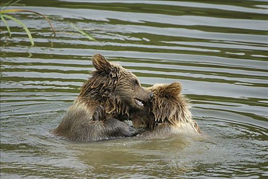 棕熊,两个,小动物,玩,水