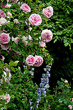 粉红玫瑰,品种,蓝色,飞燕草