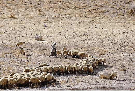 牧羊人,羊群,以色列