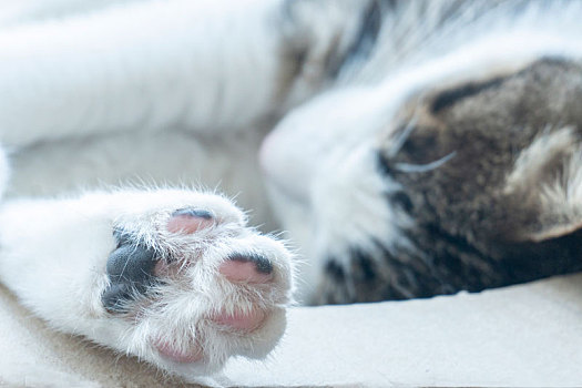 一只蜷缩起来的小猫伸着爪子在睡觉