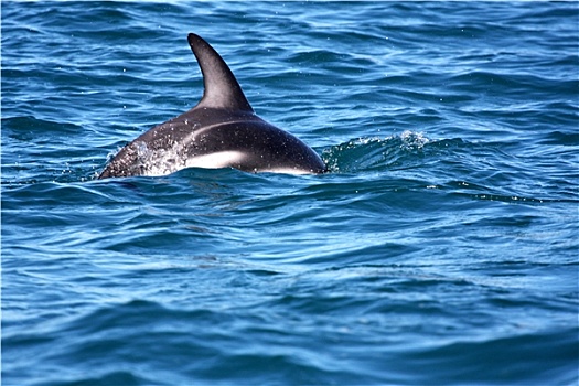 暗黑斑纹海豚