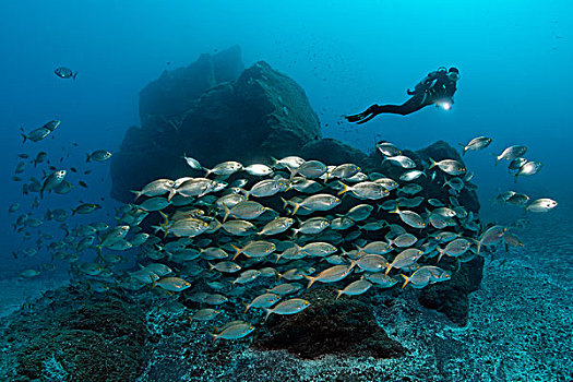 潜水者,看,鱼群,正面,岩石,礁石,马德拉岛,葡萄牙,欧洲,大西洋