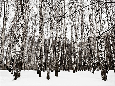 雪,桦树,木头,寒冬