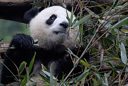 巨大,熊猫,研究,饲养,中心,吃,竹子,叶子,成都,四川,亚洲