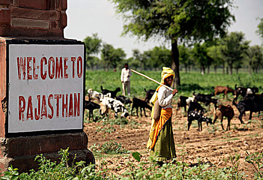 路标,欢迎,背影,山羊,拉贾斯坦邦,印度,亚洲
