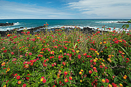 智利,复活节岛,拉帕努伊,汉加洛,春花,开花,景色,海岸线
